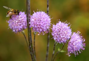 Bee_On_Purple_Flowers_original_939230 (1)