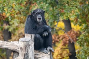 Black_Chimpanzee_Sitting_In_Outdoors_Aviary_original_3309205 3