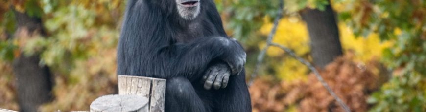 Los chimpancés consumen alcohol a diario, según estudio
