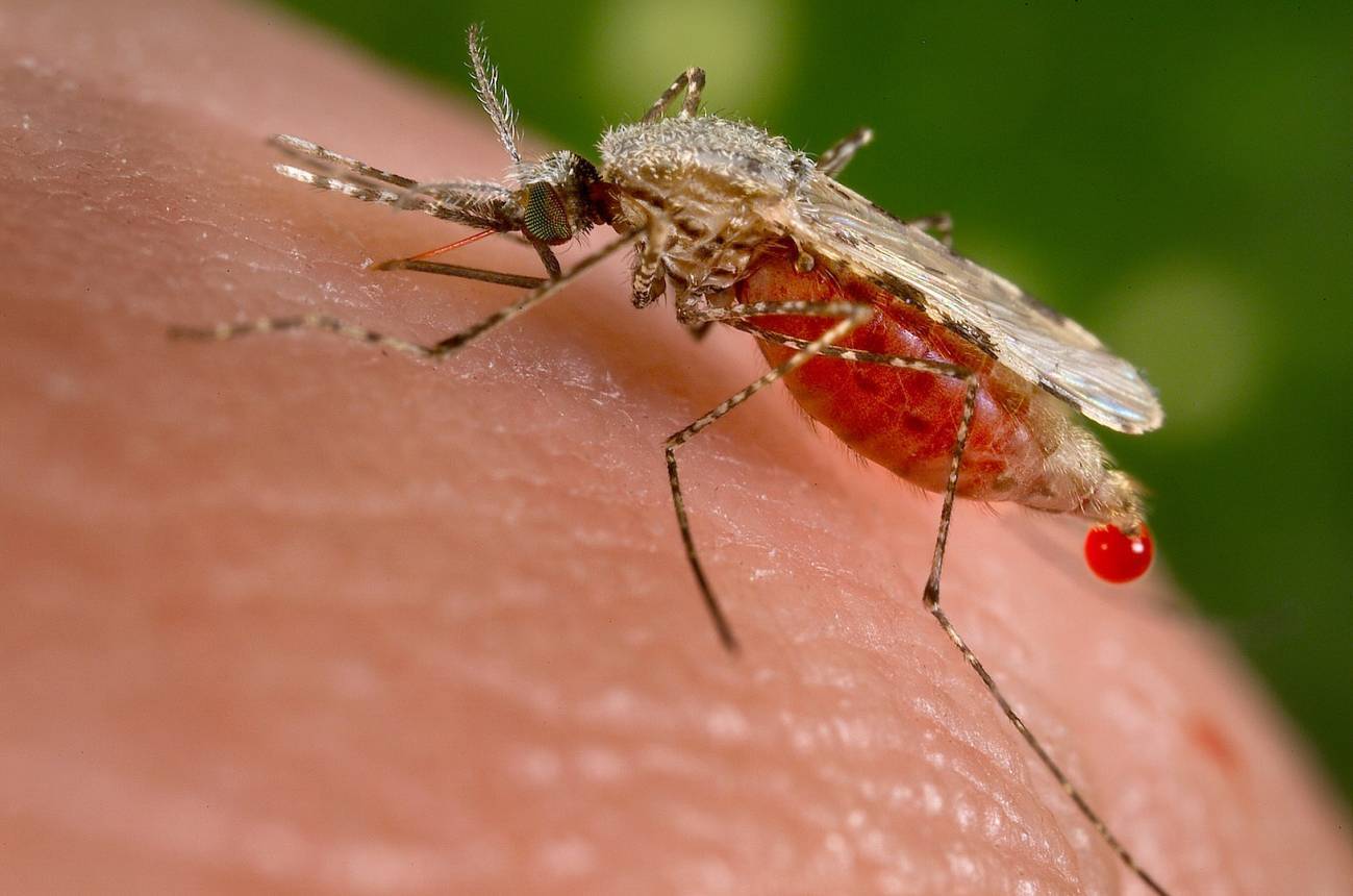 Europa y África se alían para diagnosticar enfermedades desatendidas con IA