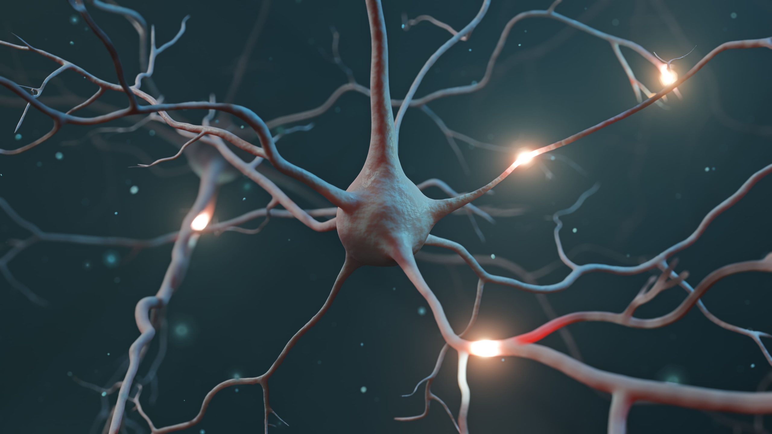 Revelan cómo el cerebro organiza y dirige su actividad más lenta