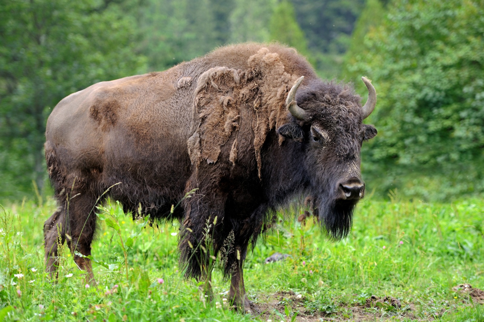 Los bisontes «reviven» las praderas del Parque Yellowstone