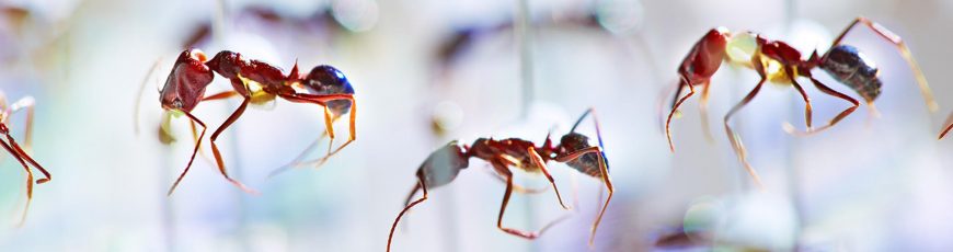 El declive de las hormigas en Fiyi muestra signos de un «apocalipsis de insectos»