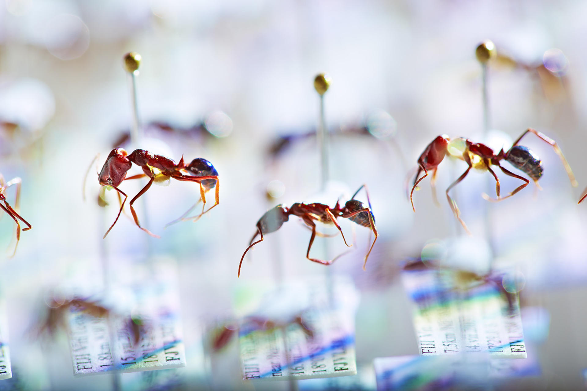 El declive de las hormigas en Fiyi muestra signos de un «apocalipsis de insectos»