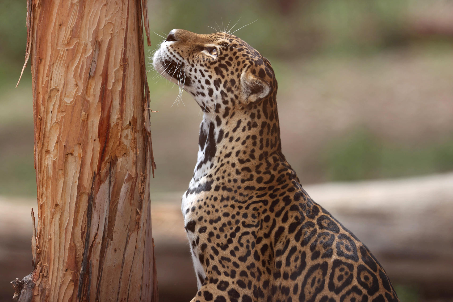 Costa Rica usará collares en jaguares para estudiar sus movimientos y conservar la especie