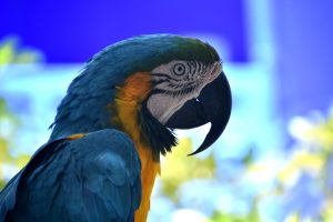 hermoso-guacamayo-neotropical-azul-y-dorado-con-pico-ganchudo