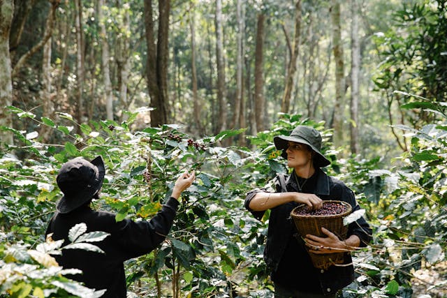 Caficultores colombianos apuestan por la reforestación para reducir huella de carbono