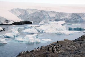 Científicos demuestran que los pingüinos son difusores de contaminación en la Antártida