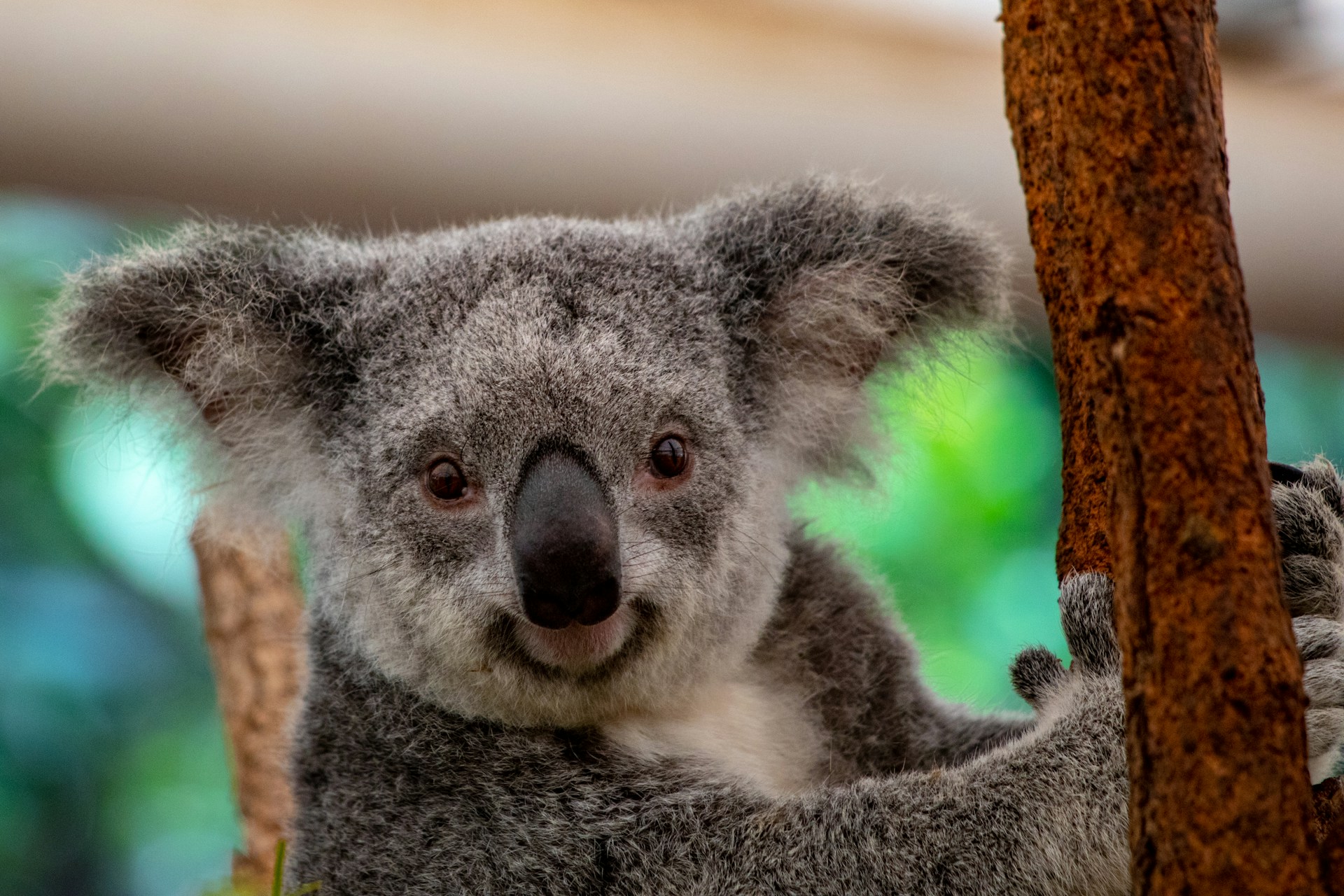 Australia aprueba la primera vacuna contra la clamidia en Koalas