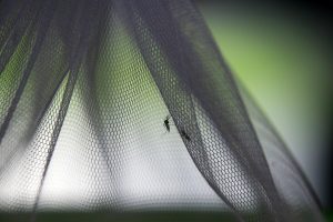 Descubren por primera vez en la historia mosquitos en territorio islandés