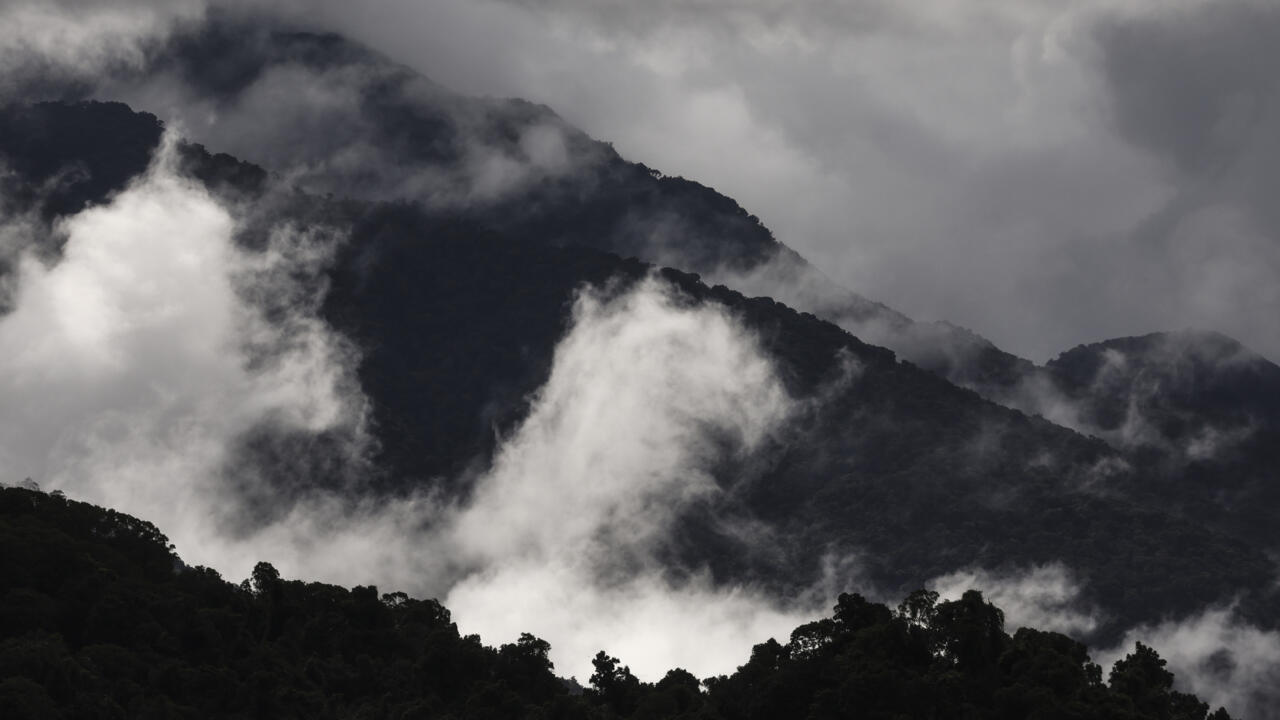 Bosques tropicales en Australia dejaron de absorber más carbono del que emiten (estudio)