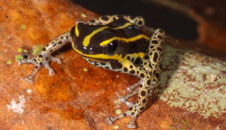 Descubren nueva especie de rana venenosa en Amazonía de Perú