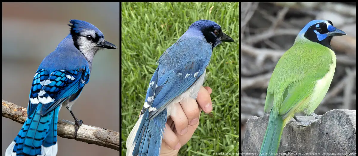 Descubren un raro híbrido entre arrendajo azul y verde