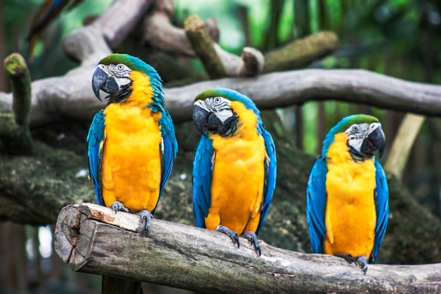 ¿Qué pasaría si las aves se extinguieran?