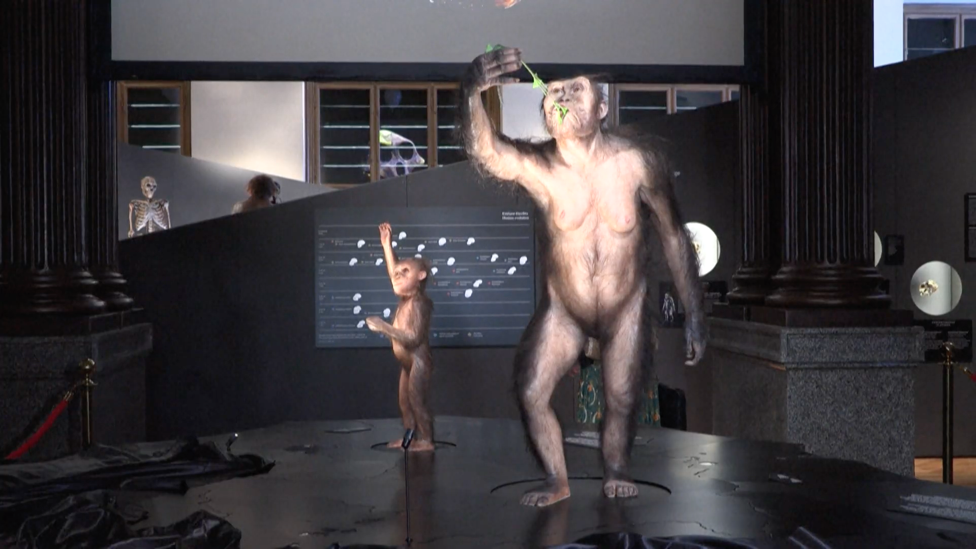 Australopithecus, Lucy y Selam se exhiben en Europa