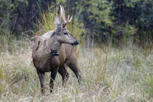 800-5-TECNO_Huemul_EFE_Mario Ruiz