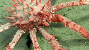 801-2-CIENCIA_Expedición Mar del Plata_Captura de pantalla _ Xinhua-min