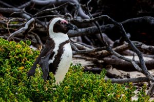 801-5-TECNO_Pinguino_