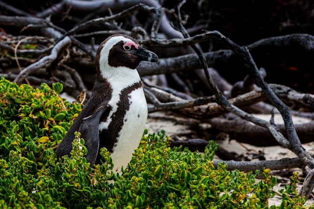 Monitoreo de pingüinos de Galápagos confirma su resiliencia