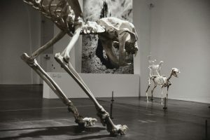 803-3-CIENCIA_anatomía animales_Unsplash