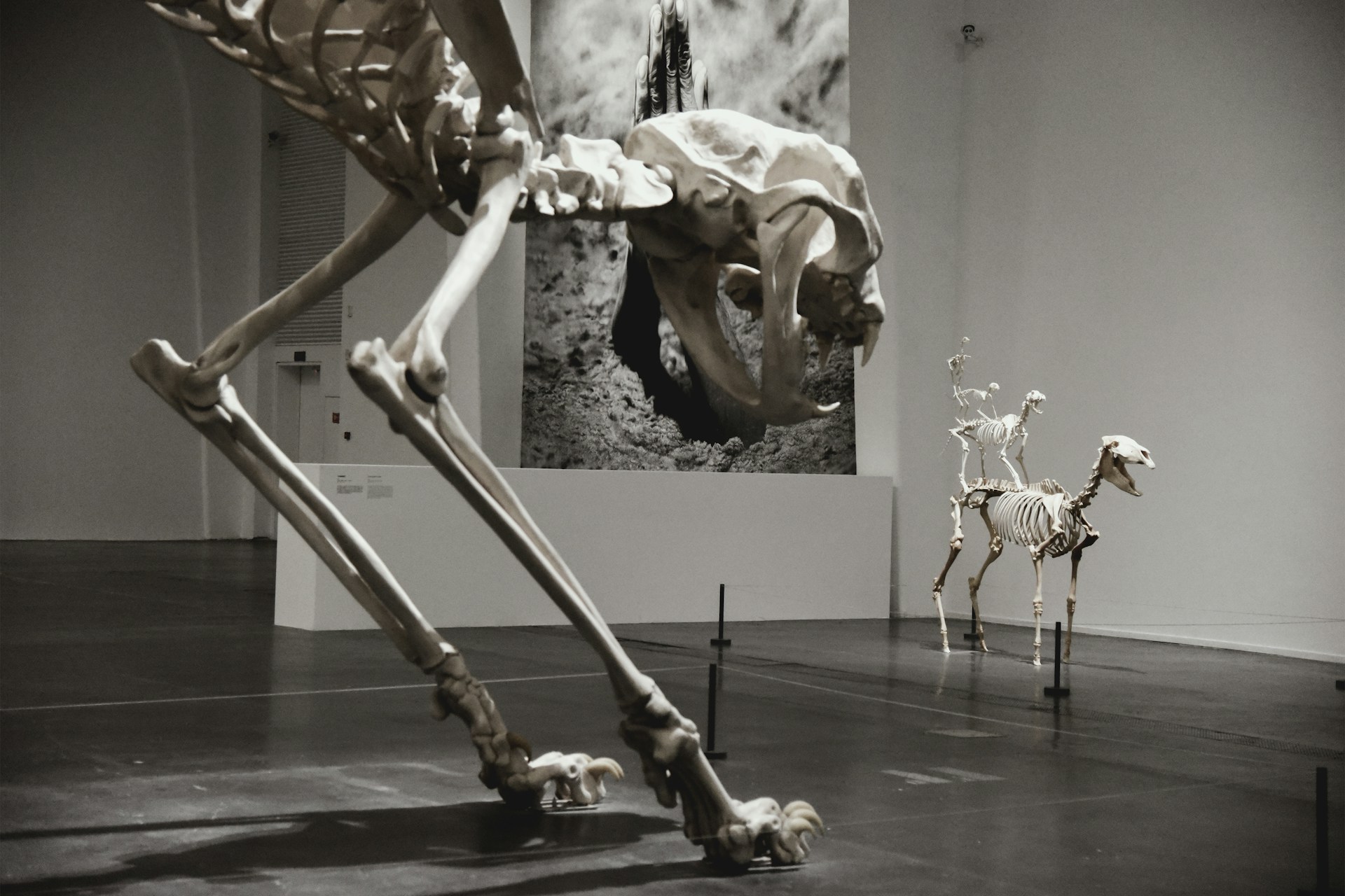 Innovación científica al servicio de la anatomía animal en la UdeA