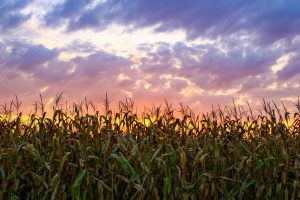 803-5-TECNO_cultivo maíz_