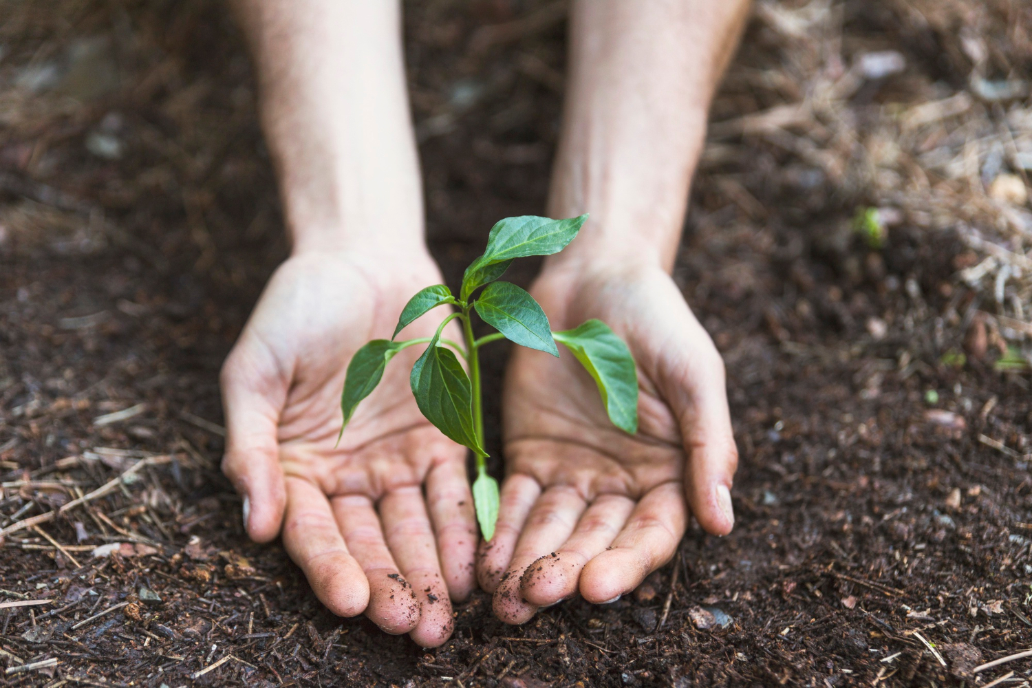 Foro urge a acelerar la economía verde rumbo a la COP30 en Brasil