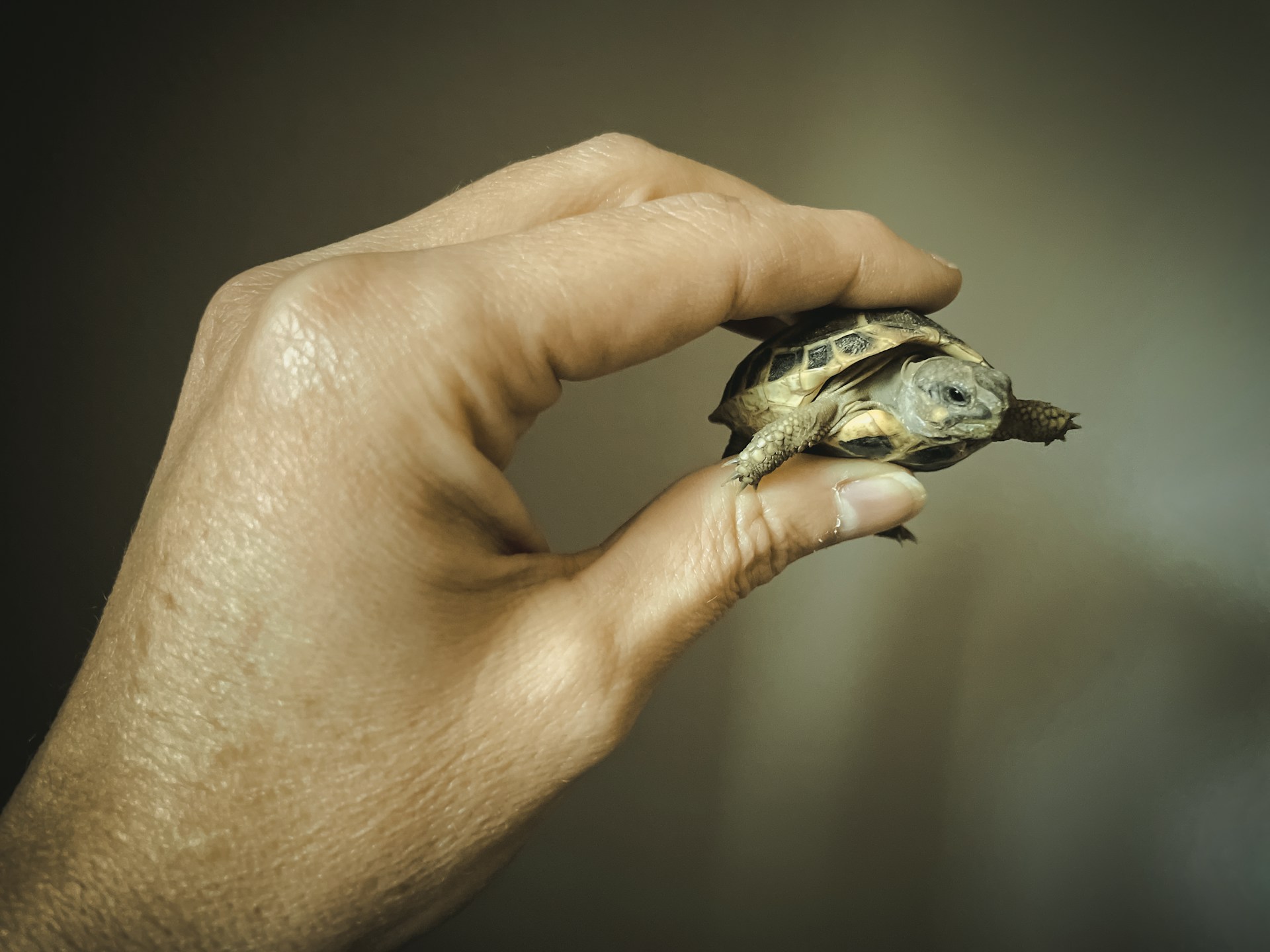 Nace en Zoológico de Guadalajara la primera tortuga casquito
