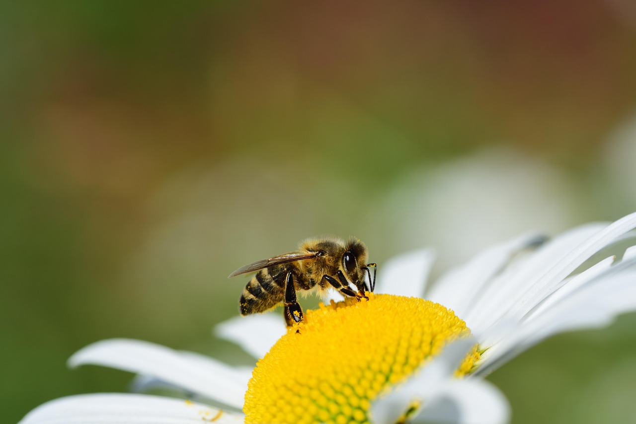 Crisis en abejas silvestres amenaza la seguridad alimentaria