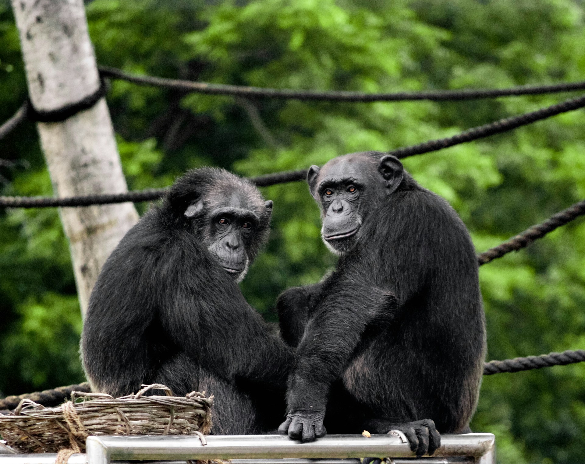 El gusto por el alcohol podría tener raíces en los chimpancés