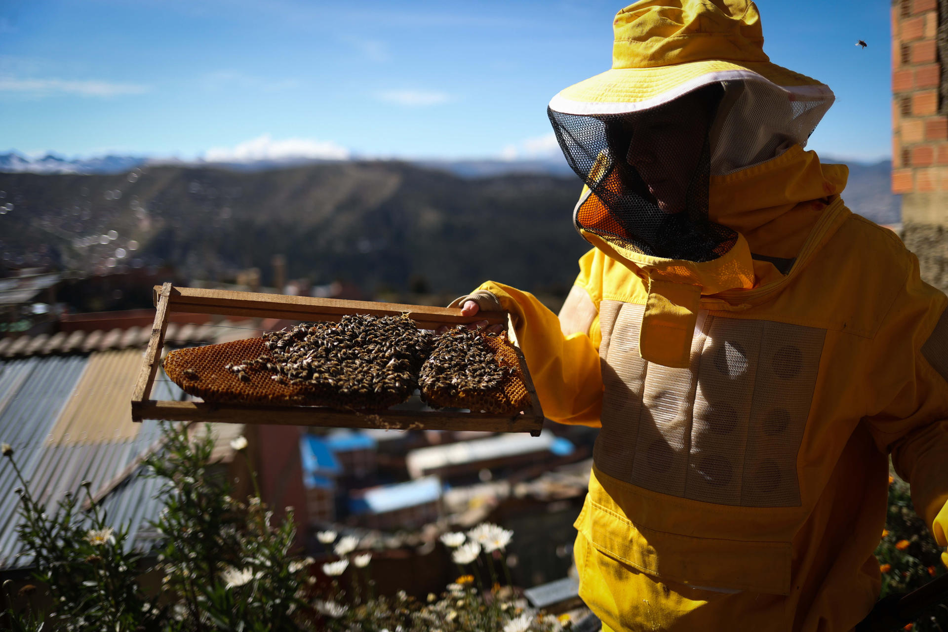 Luis Flores: un guardián de las abejas en Bolivia