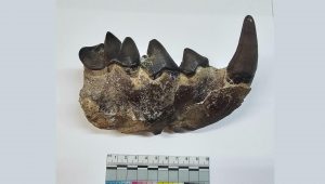 Paleontólogos rusos identifican una hiena prehistórica de 10 millones de años en el Cáucaso