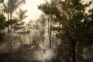 Degradación forestal por incendios fue «particularmente alarmante» en la región amazónica