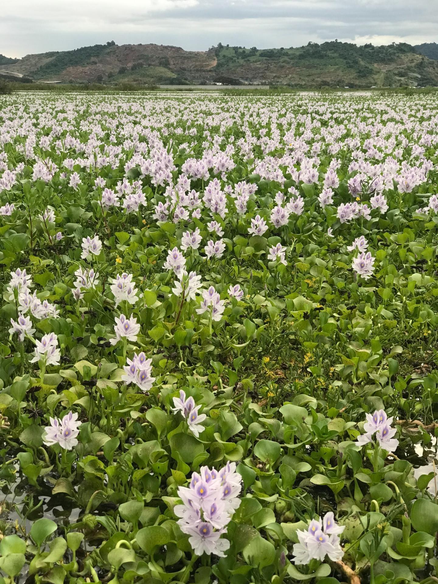 Cinco especies acuáticas invasoras de Sudamérica proliferan en ríos y lagos del mundo