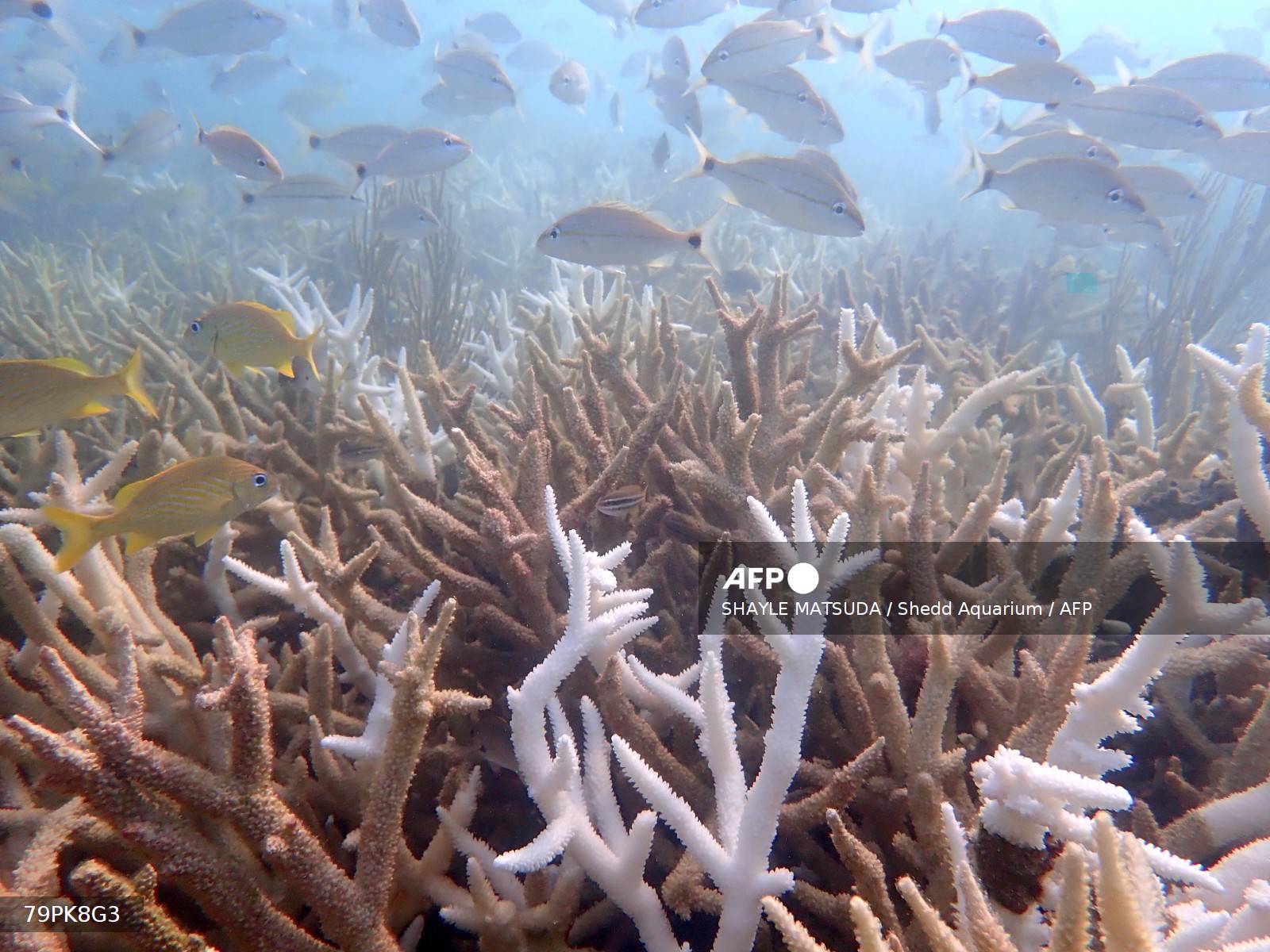 Ola de calor deja «funcionalmente extintas» a dos especies de coral en EEUU