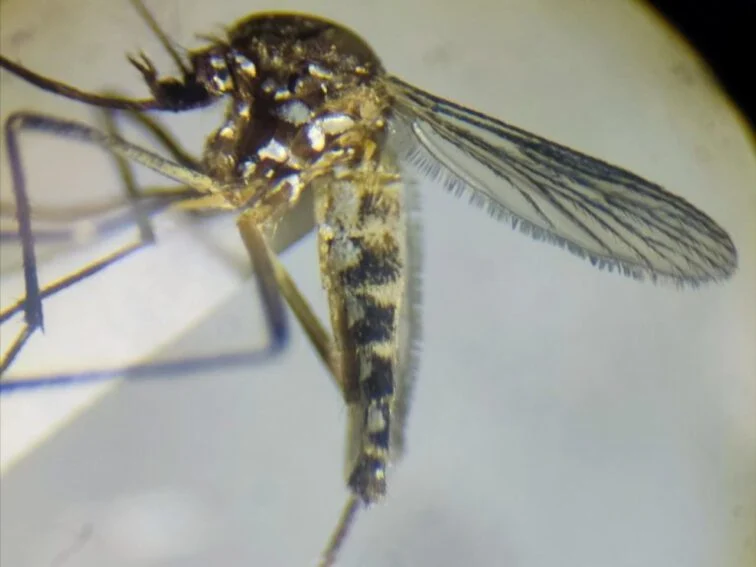 Variante blanquecina del Aedes aegypti hallada en la Amazonia