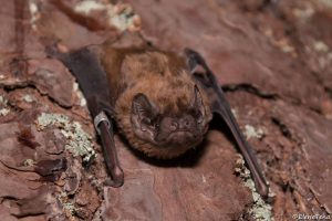 El-murcielago-mas-grande-de-Europa-puede-cazar-y-consumir-aves-en-pleno-vuelo