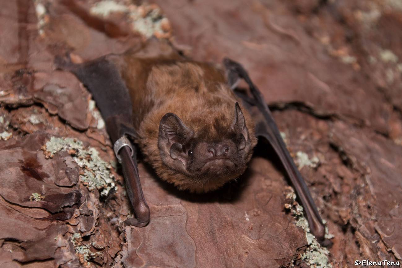 El murciélago más grande de Europa puede cazar y consumir aves en pleno vuelo