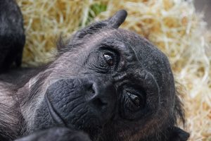 Portrait_Of_Chimpanzee_Looking_Away_original_967447 (2)