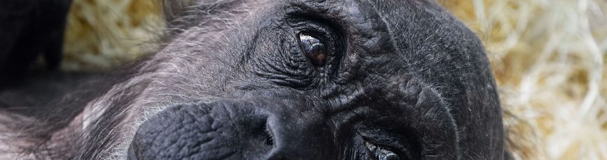 Chimpancés muestran pensamiento racional en experimento