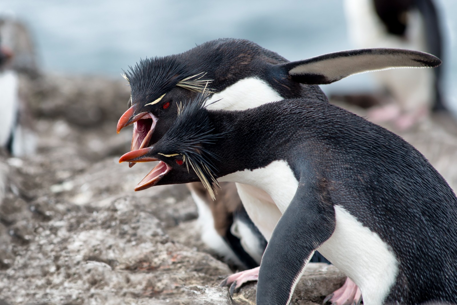Fenómenos extremos ponen en riesgo a los pingüinos del hemisferio sur