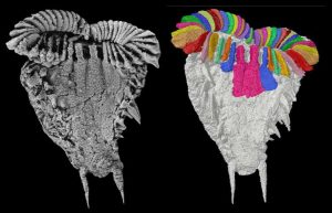 Un fósil con 500 millones de años explica la enigmática simetría de la estrella de mar