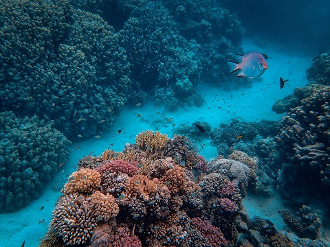 Arrecifes coralinos del mundo traspasan el límite de supervivencia