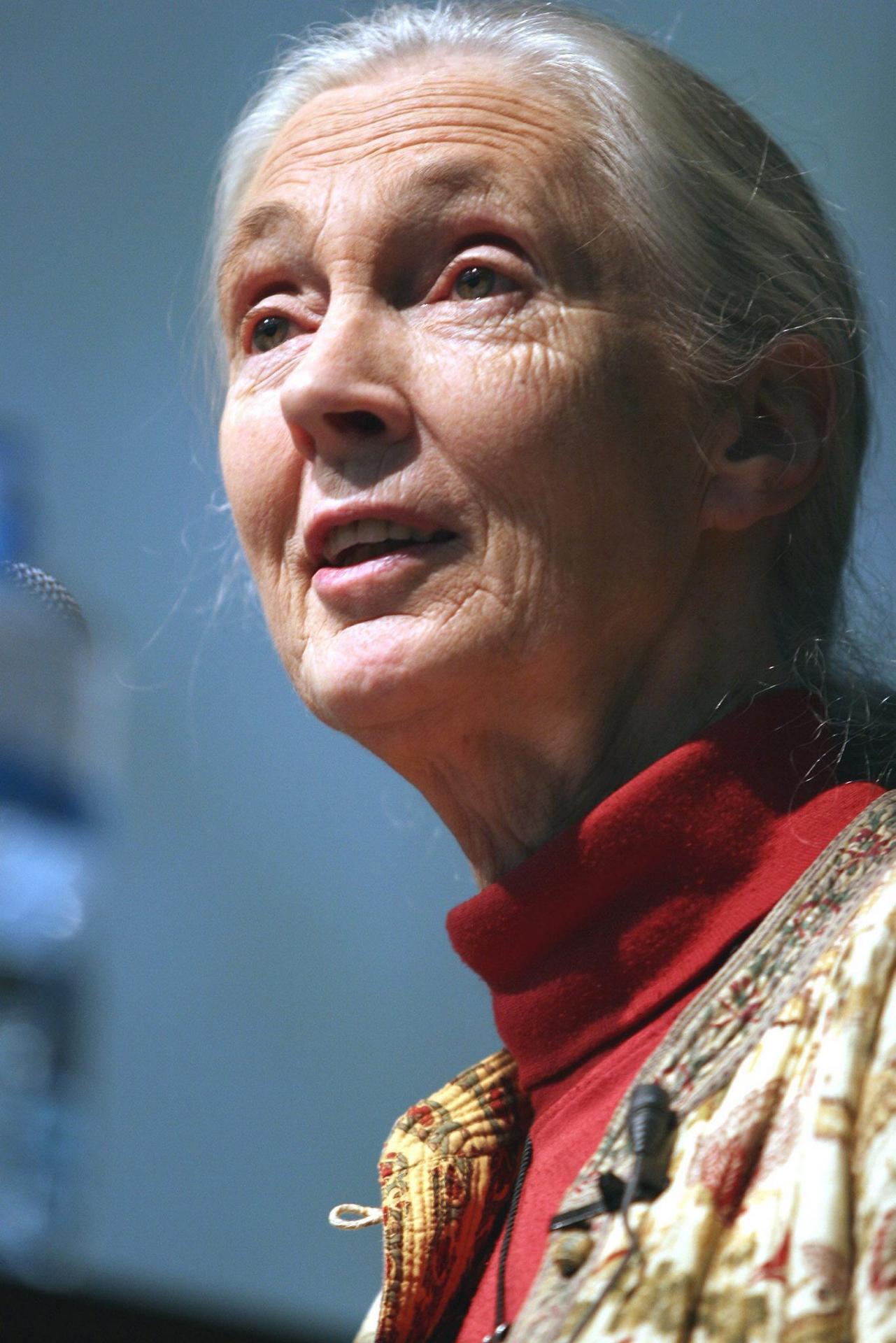 Muere a los 91 años la etóloga británica Jane Goodall, experta mundial en chimpancés