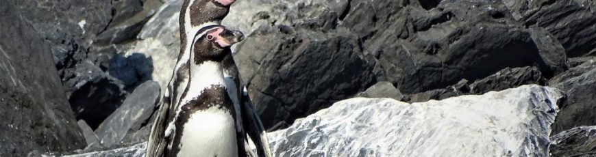 El pingüino de Humboldt «en peligro» en Chile, según nuevo informe