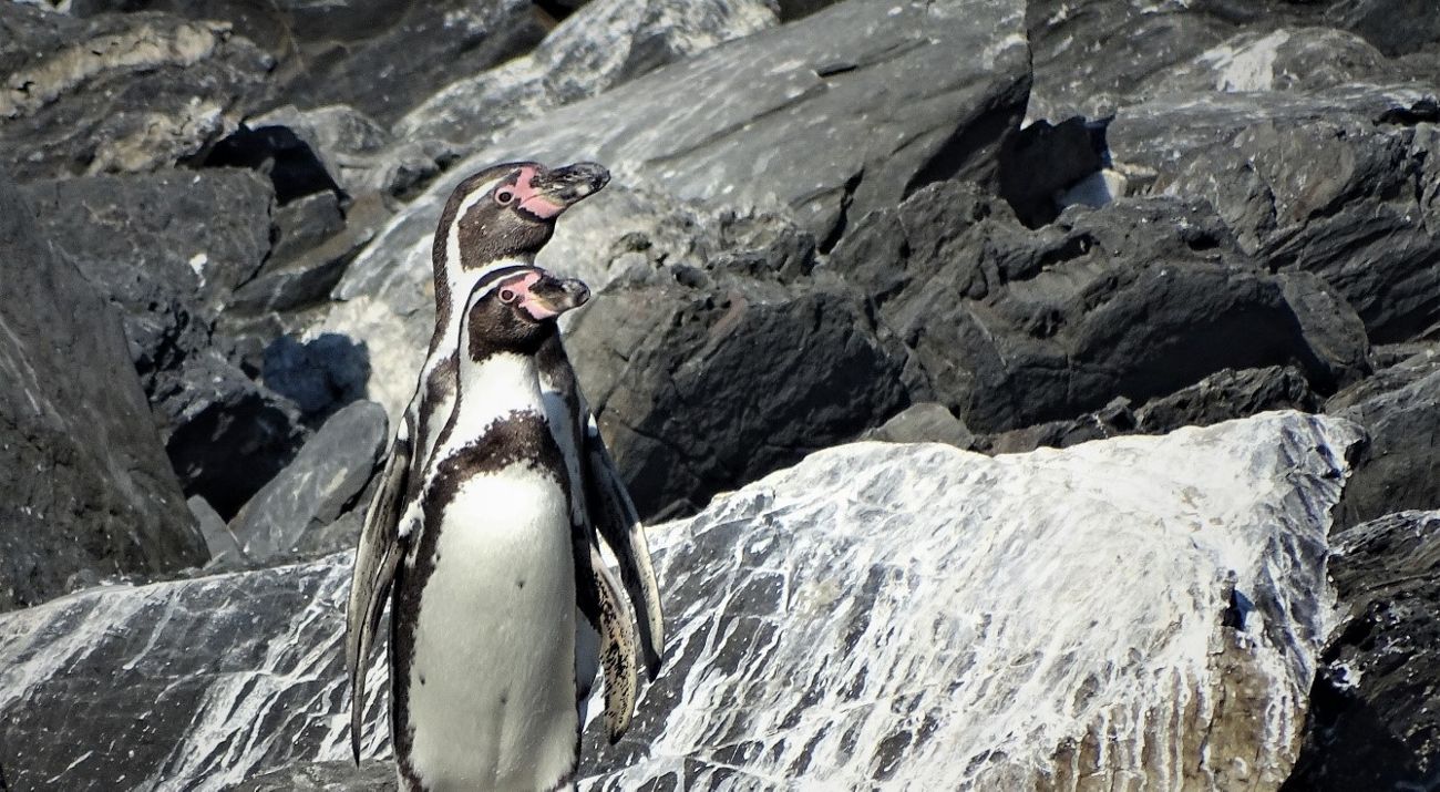 El pingüino de Humboldt «en peligro» en Chile, según nuevo informe