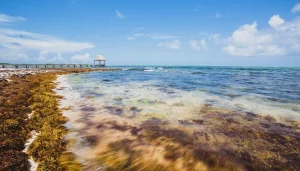 sargazo-ciencia-996×567