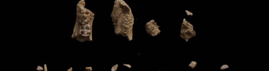 Un pie fósil confirma la coexistencia de dos especies de australopitecos en África