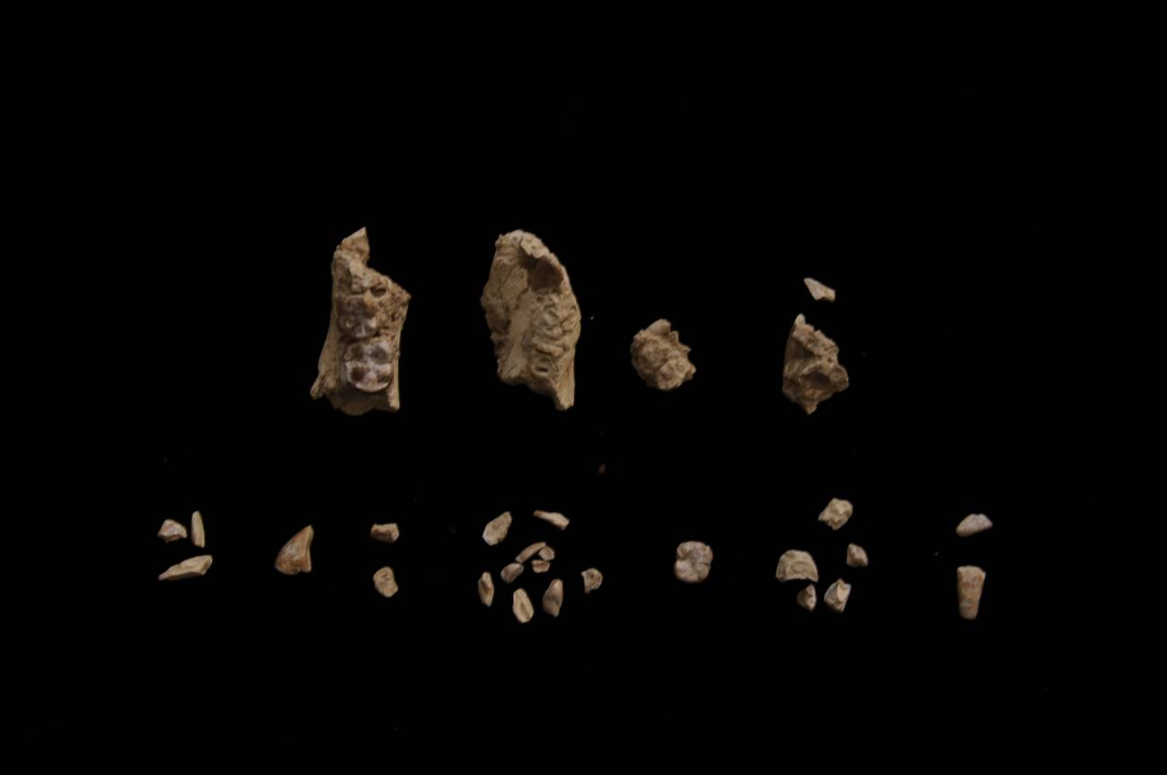 Un pie fósil confirma la coexistencia de dos especies de australopitecos en África