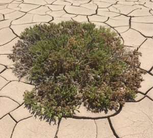 Descubren que las plantas rompen su epidermis para expulsar el exceso de sal y sobrevivir